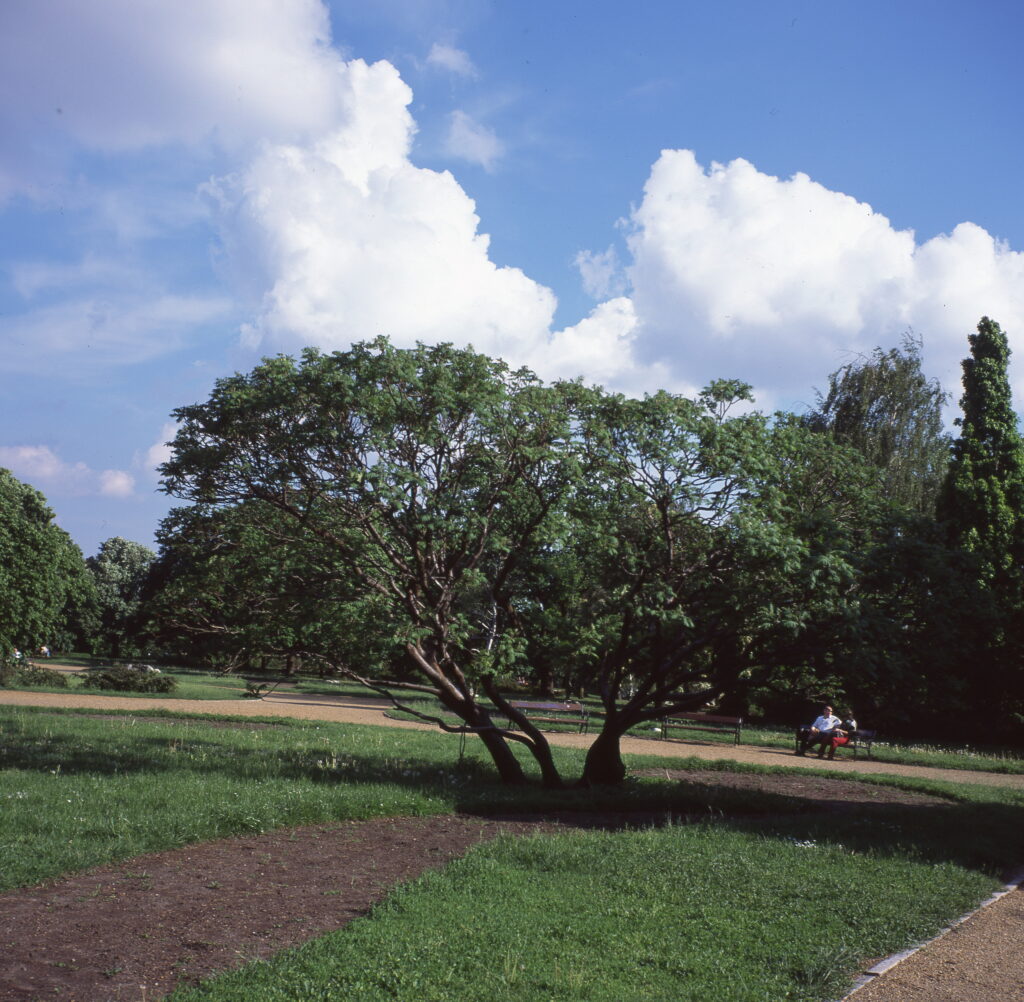 Zeiss Ikon Nettar Novar Anastigmat 7,5cm f3.5-7397