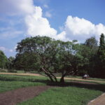 Zeiss Ikon Nettar Novar Anastigmat 7,5cm f3.5-7397