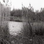 Contax IIIa Sonnar 5cm f1.5 Fomapan 100-8486