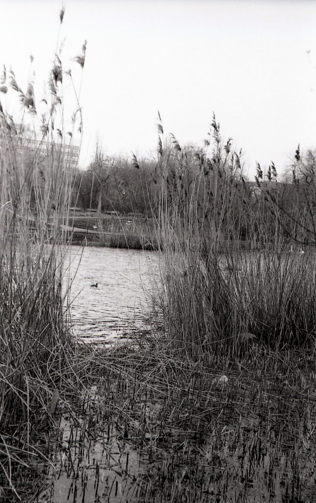 Contax IIIa Sonnar 5cm f1.5 Fomapan 100-8486