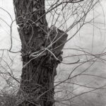 Contax IIIa Sonnar 5cm f1.5 Fomapan 100-8487