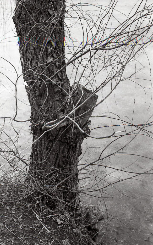 Contax IIIa Sonnar 5cm f1.5 Fomapan 100-8487