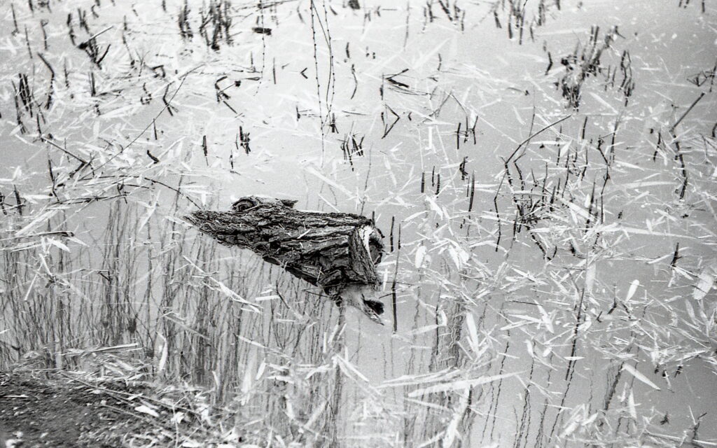 Contax IIIa Sonnar 5cm f1.5 Fomapan 100-8488