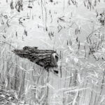 Contax IIIa Sonnar 5cm f1.5 Fomapan 100-8488