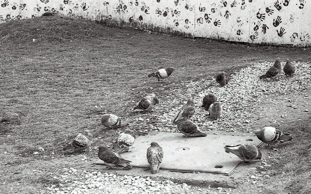 Contax IIIa Sonnar 5cm f1.5 Fomapan 100-8493