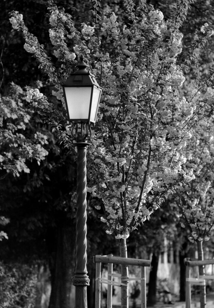 Leica CL Summicron-C 40mm f2.0-13049