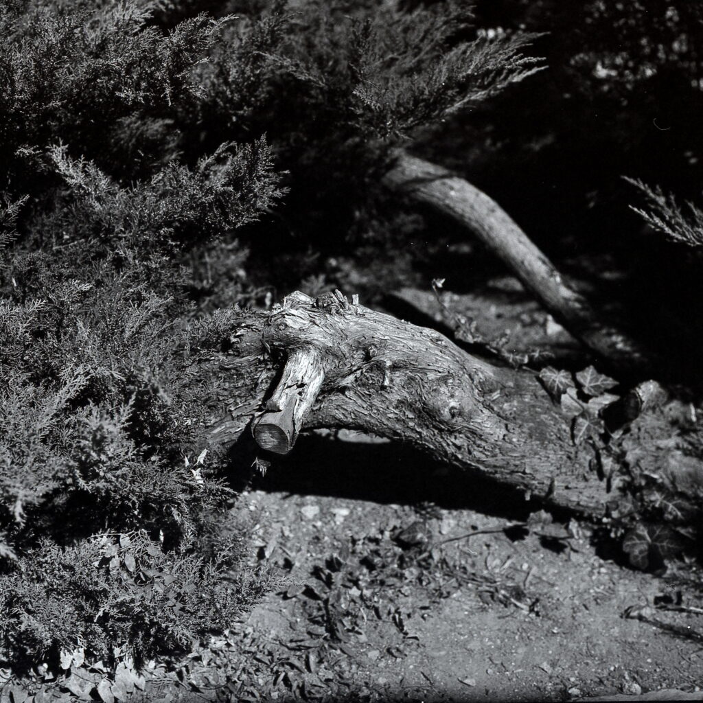 Praktisix Biometar 80 Fomapan 100-9967