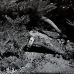 Praktisix Biometar 80 Fomapan 100-9967
