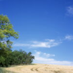 Rolleiflex CZ Tessar 75mm f3.5 Provia 100F-6035