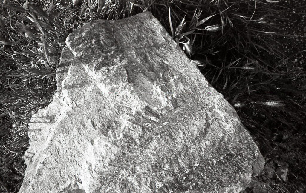 Konica A4 Agfa APX 100-8767