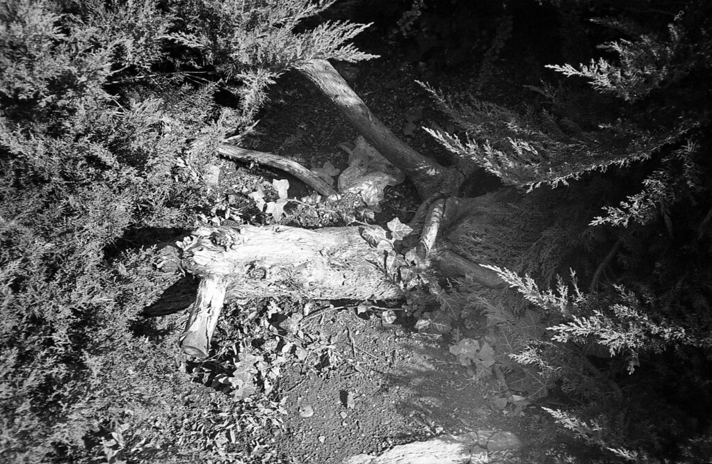 Konica AF3 Agfa APX 100-9990