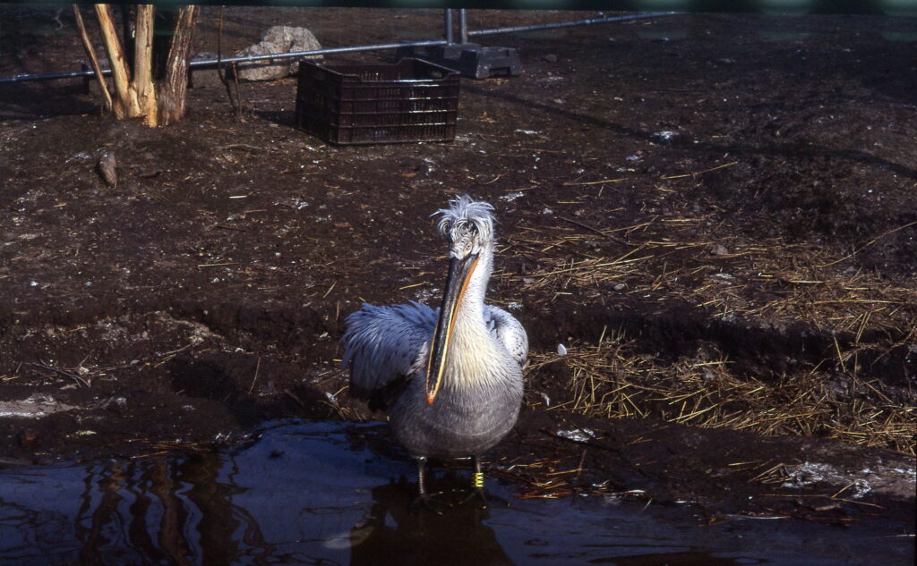 Konica FT-1 Konica Hexanon 21mm f4 EE-7204