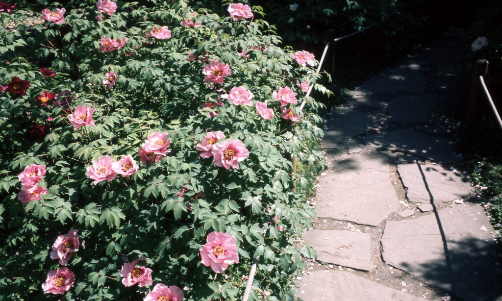 Konica FC-1 Hexanon 35mm f2.8 57mm f1.2 85mm f1.8-5948