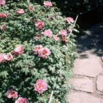 Konica FC-1 Hexanon 35mm f2.8 57mm f1.2 85mm f1.8-5948