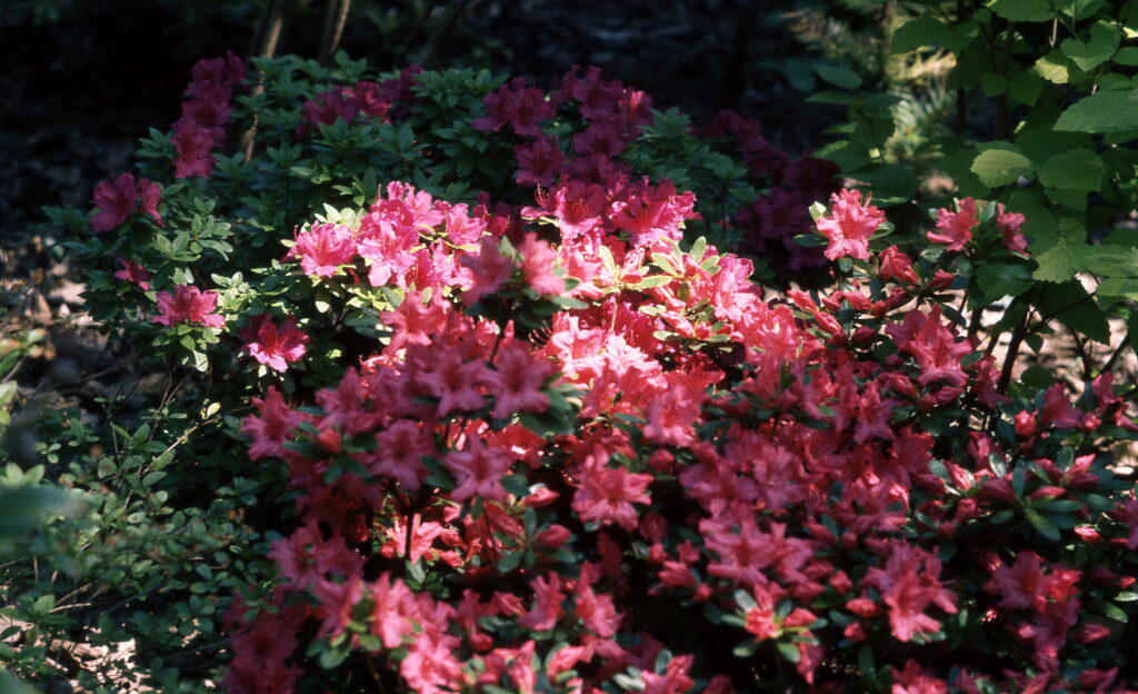 Konica FC-1 Hexanon 35mm f2.8 57mm f1.2 85mm f1.8-5955