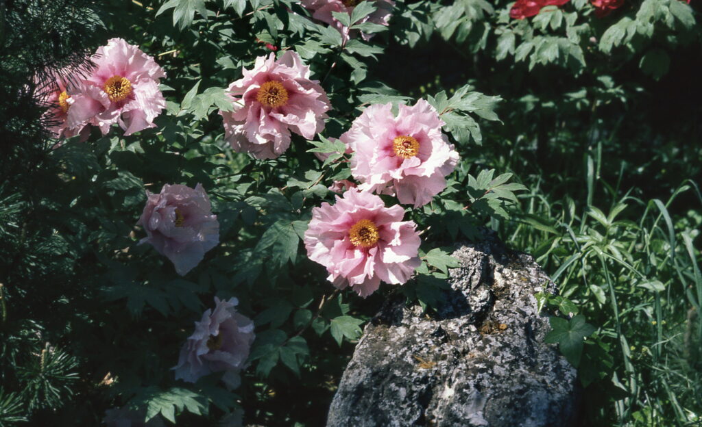 Konica FC-1 Hexanon 35mm f2.8 57mm f1.2 85mm f1.8-5956