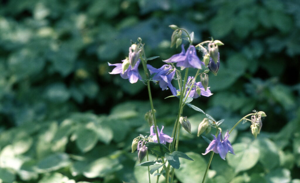 Konica FC-1 Hexanon 35mm f2.8 57mm f1.2 85mm f1.8-5957