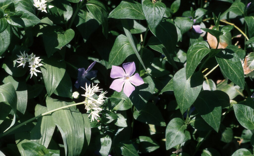 Konica FC-1 Hexanon 35mm f2.8 57mm f1.2 85mm f1.8-5958
