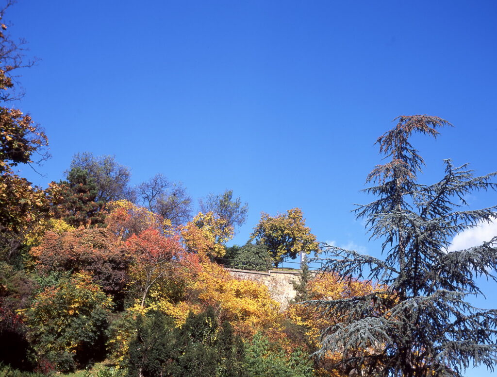 Konica Pearl I 6x4,5cm-8087