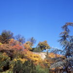 Konica Pearl I 6x4,5cm-8087