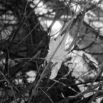 Olympus MJU-2 Fomapan 100 Fomadon LQN -10765