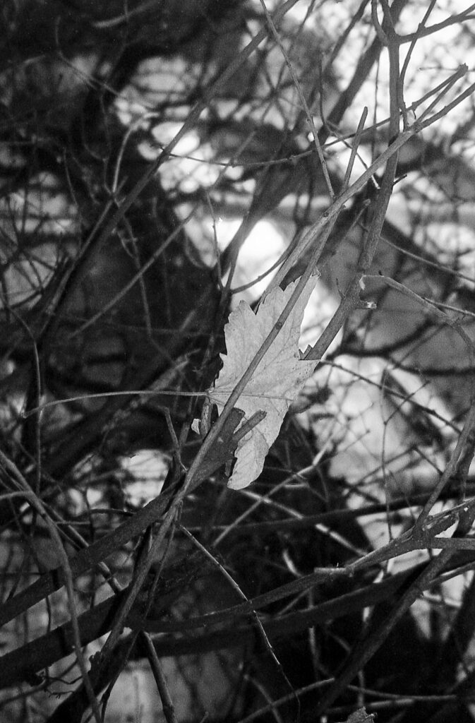 Olympus MJU-2 Fomapan 100 Fomadon LQN -10765