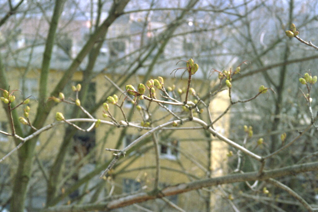 Fuji DL Mini-Zoom-13282