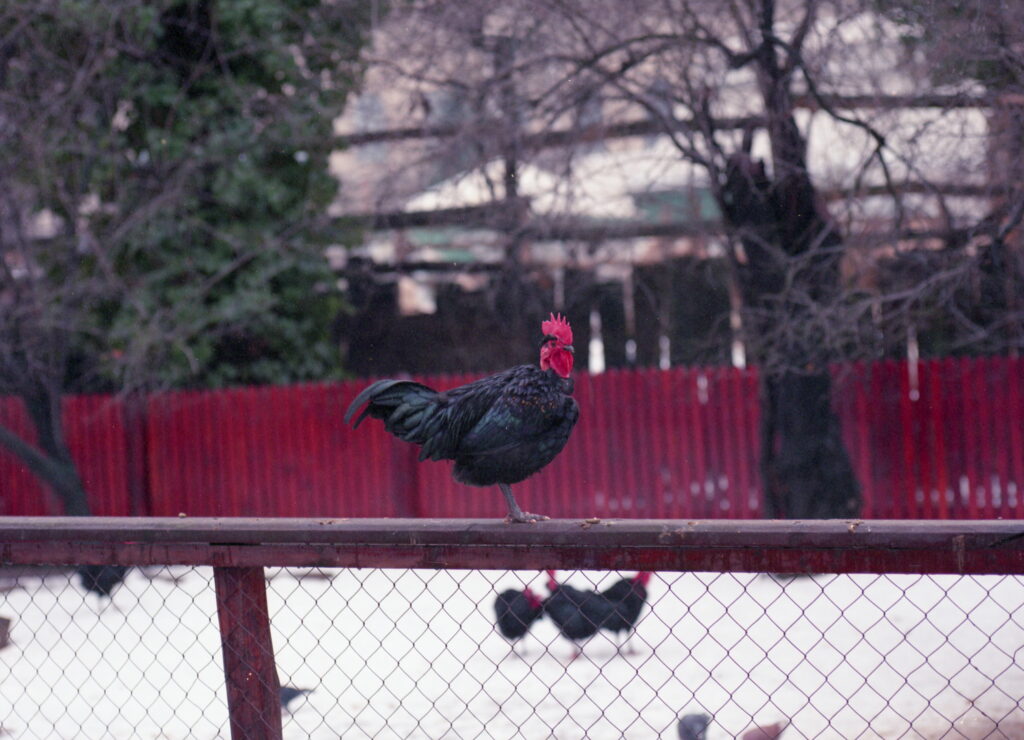 Konica Pro 160  Pentax 645 CZJ Tessar 80mm f2.8-6952