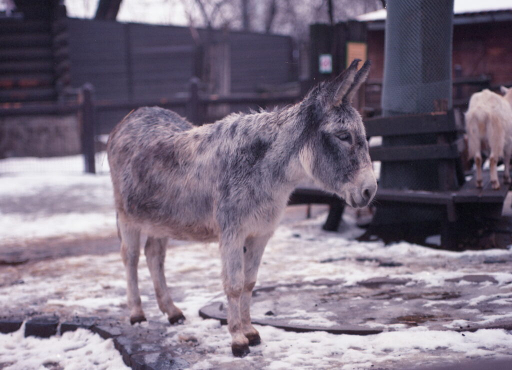 Konica Pro 160  Pentax 645 CZJ Tessar 80mm f2.8-6953