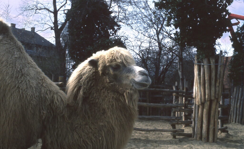 Pentax MX SMC Pentax 50mm f1.2-5886