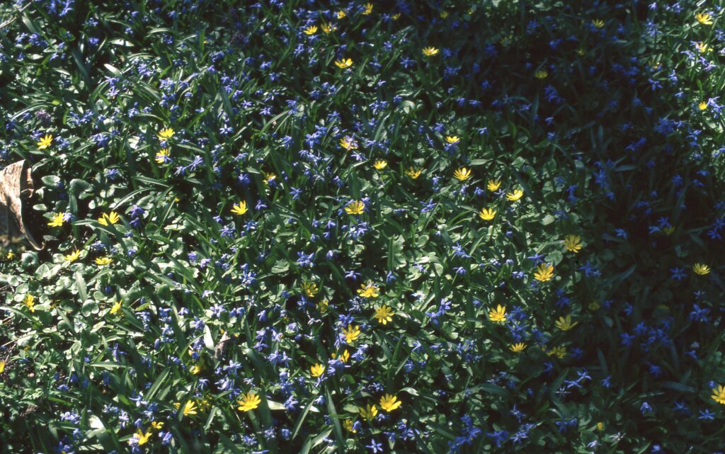 Pentax MX SMC Pentax 50mm f1.2-5895