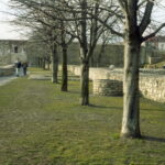 Taron 35 Tomioka lens-8549