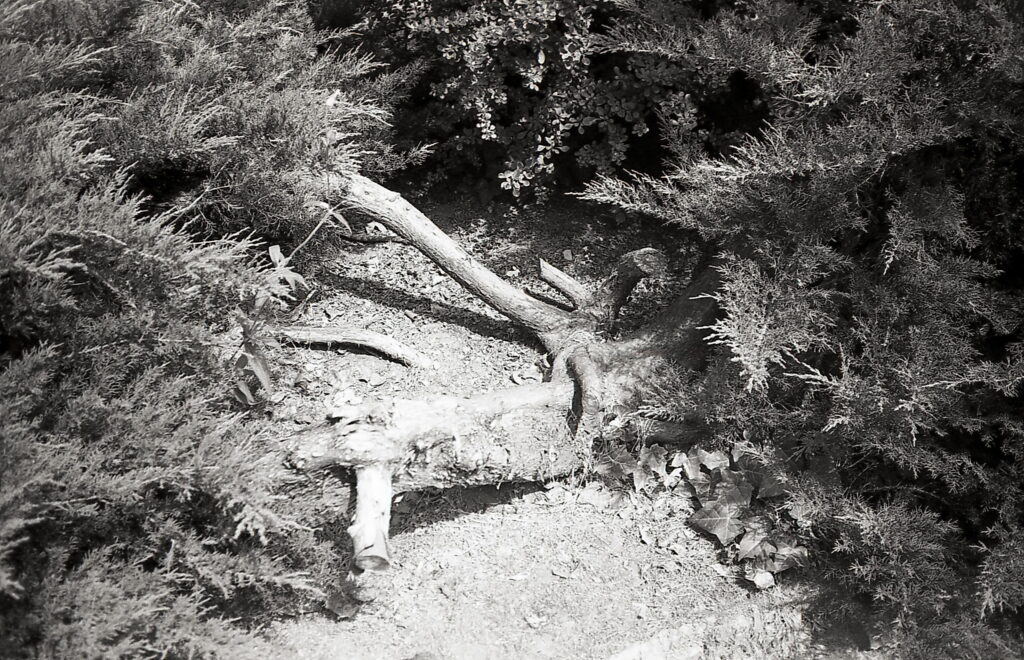 Yashica T4 Agfa APX 100-9049