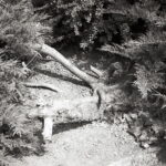 Yashica T4 Agfa APX 100-9049