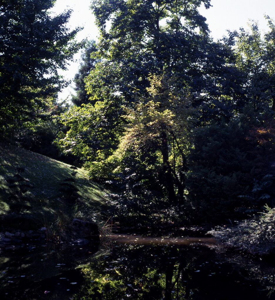 Yashica MAT124G-6658