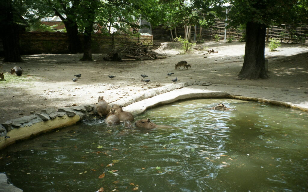 Yashica T3 CZ Tessar 35mm f2.8-6082