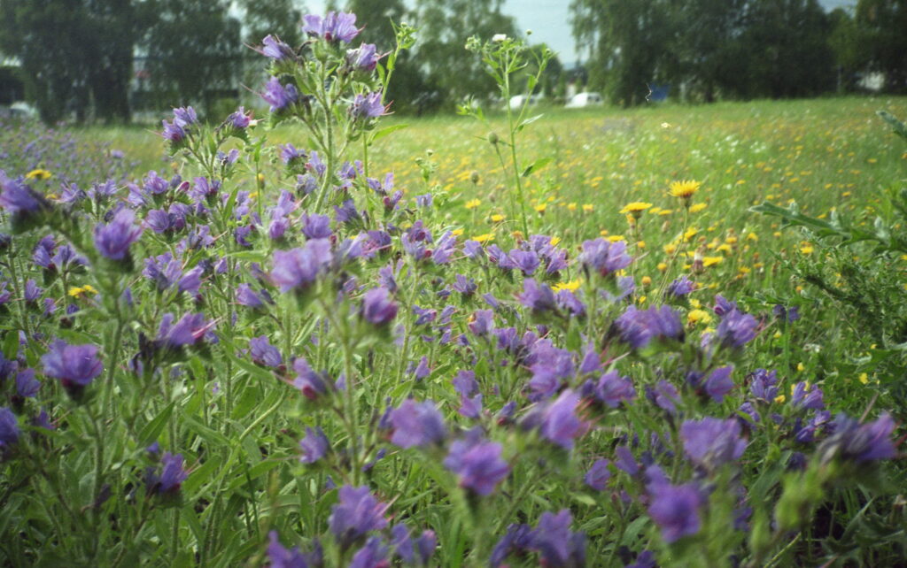 Yashica T3 CZ Tessar 35mm f2.8-6087