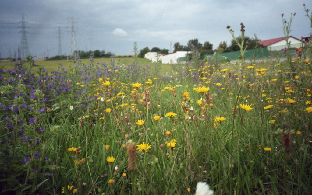 Yashica T3 CZ Tessar 35mm f2.8-6088