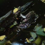 2.8/135mm Sonnar Carl Zeiss MM Contax-4895