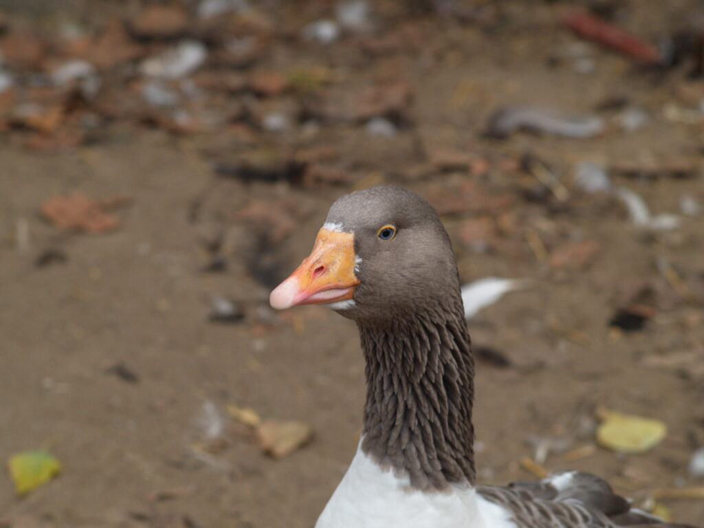 Planar 85mm f1.4 AE Germany-5608