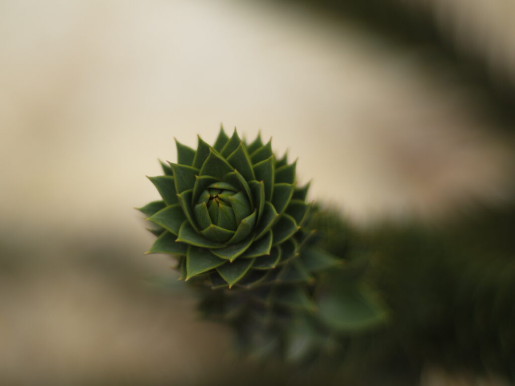 Planar 85mm f1.4 AE Germany-5609