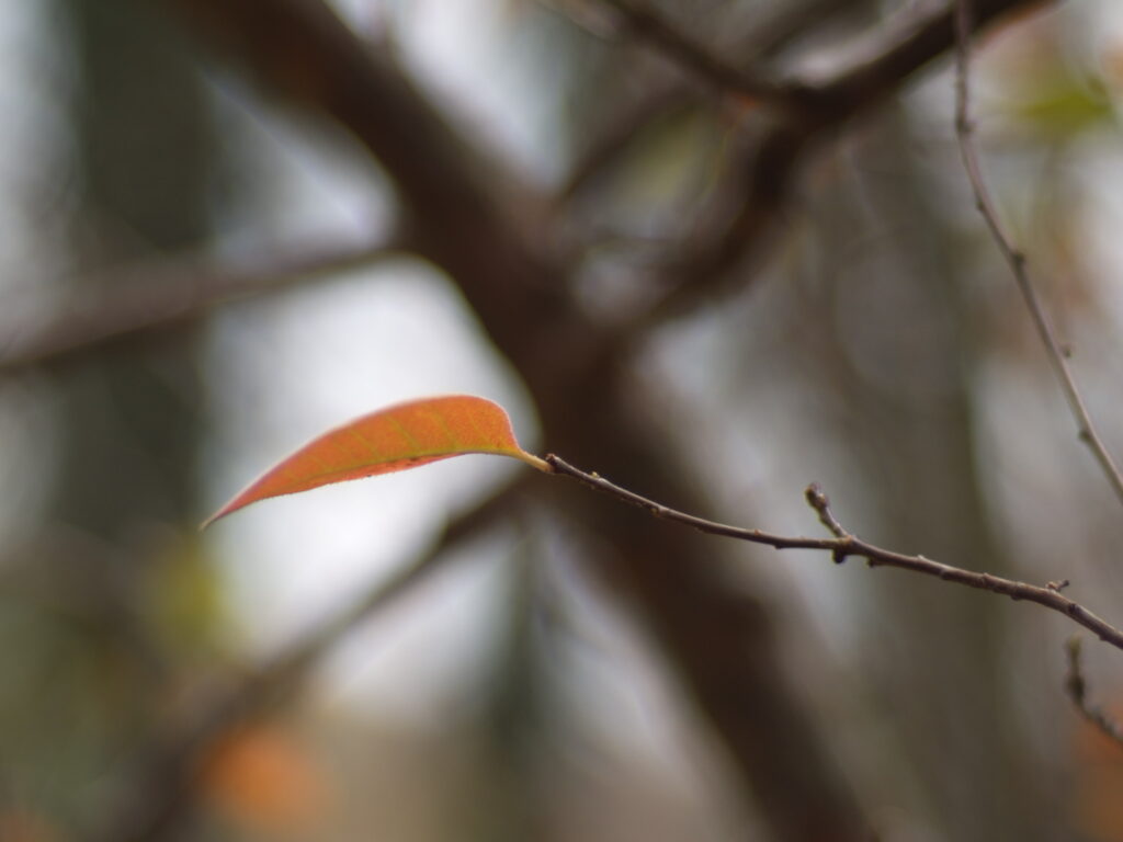 Planar 85mm f1.4 AE Germany-5610