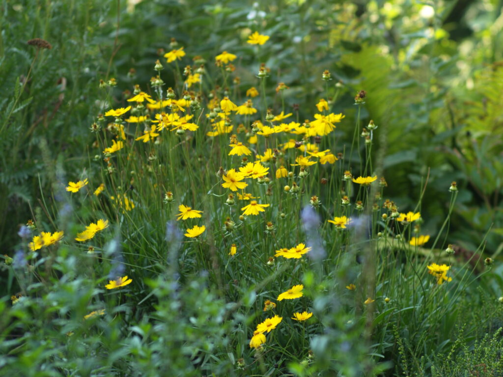 Planar 85mm f1.4 AE Germany-6221