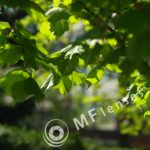 2.8/80mm MC Biometar Carl Zeiss Jena P6-1848