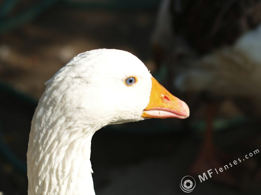120mm f2.8 MC-3174