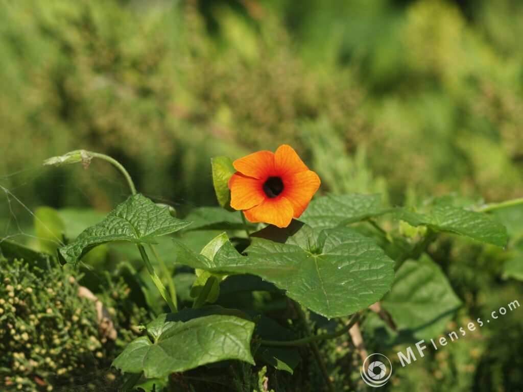 120mm f2.8 MC-3177