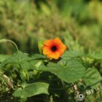 120mm f2.8 MC-3177