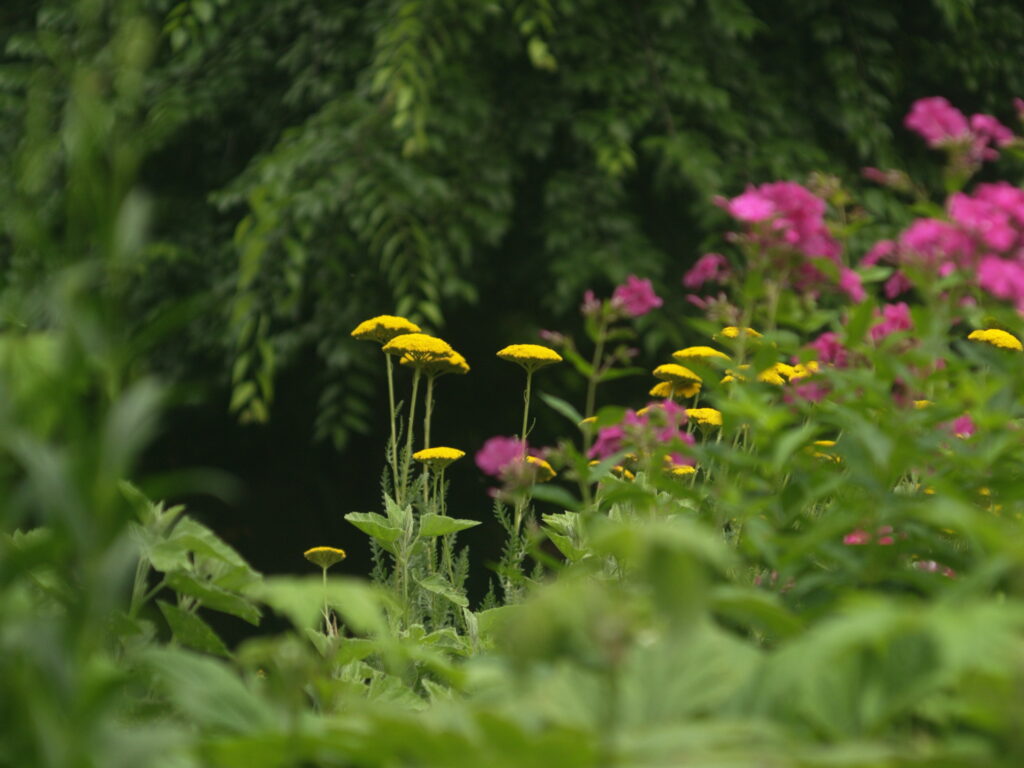 80mm f2.8 Exakta-4652