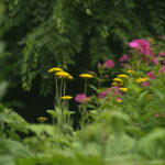 80mm f2.8 Exakta-4652