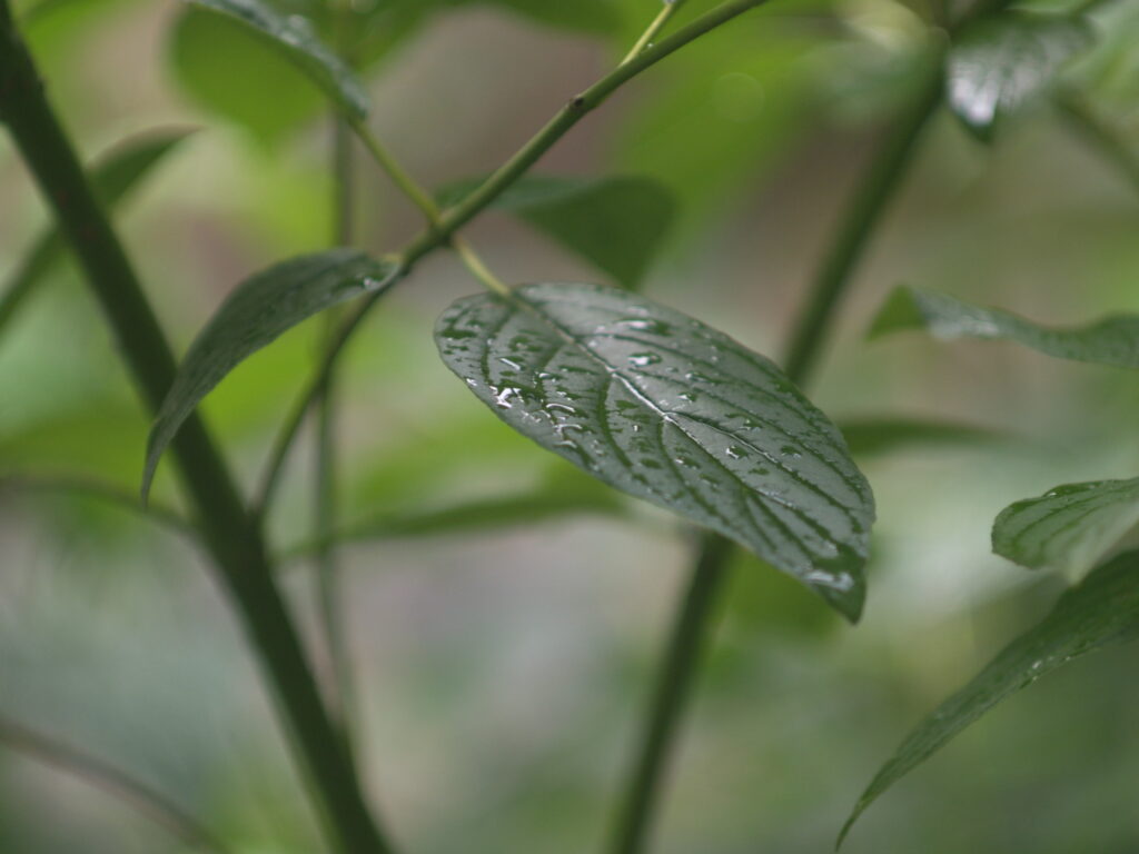 80mm f2.8 Exakta-4655